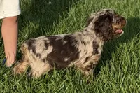 Rusty - Blue Eyes/ AKC Champion Background, a male Cocker Spaniel for sale in Buffalo, MO – 6 of 10