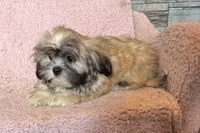 Camilla, a female Lhasa Apso for sale in Buffalo, MO – 7 of 9