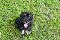 AKC- Addie, a female Miniature Schnauzer for sale in Buffalo, MO – 4 of 8