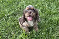 Rusty - Blue Eyes/ AKC Champion Background, a male Cocker Spaniel for sale in Buffalo, MO – 7 of 10