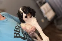 Molly, a female Cavalier King Charles Spaniel for sale in Buffalo, MO – 2 of 8