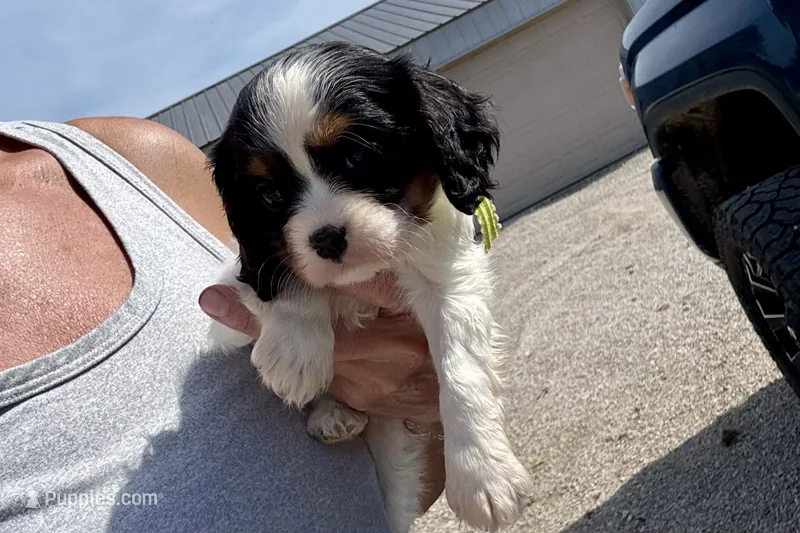 Paris – Cavalier King Charles Spaniel puppy for sale in Buffalo, MO