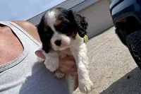 Paris, a female Cavalier King Charles Spaniel for sale in Buffalo, MO – 1 of 10