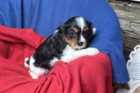 Ryan, a male Cavalier King Charles Spaniel for sale in Buffalo, MO – 7 of 10