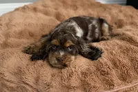 Snickers - AKC Champion Background, a male Cocker Spaniel for sale in Buffalo, MO – 2 of 8