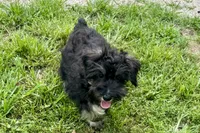 AKC- Addie, a female Miniature Schnauzer for sale in Buffalo, MO – 6 of 8