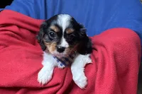 Ryan, a male Cavalier King Charles Spaniel for sale in Buffalo, MO – 6 of 10