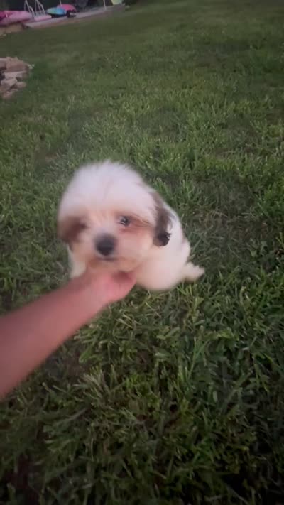 Luna- AKC Champion Bloodlines, a female Lhasa Apso for sale in Buffalo, MO – 9 of 9