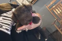 Eric, a male Miniature Schnauzer for sale in Buffalo, MO – 9 of 10