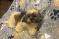 Twix, a male Lhasa Apso for sale in Buffalo, MO – 3 of 6