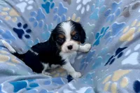 Patrick, a male Cavalier King Charles Spaniel for sale in Buffalo, MO – 2 of 10