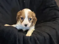 Maggie, a female Cavalier King Charles Spaniel for sale in Buffalo, MO – 7 of 8