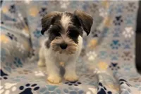 Chippy, a male Miniature Schnauzer for sale in Buffalo, MO – 6 of 6
