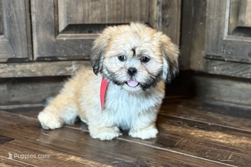 Callie – Lhasa Apso puppy for sale in Buffalo, MO