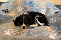 Russ, a male Cavalier King Charles Spaniel for sale in Buffalo, MO – 5 of 10