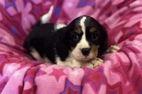Molly, a female Cavalier King Charles Spaniel for sale in Buffalo, MO – 4 of 8