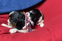 Ralyn , a female Cavalier King Charles Spaniel for sale in Buffalo, MO – 5 of 9