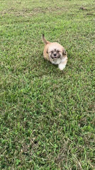 Capri, a female Lhasa Apso for sale in Buffalo, MO – 9 of 9