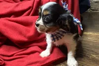 Ryan, a male Cavalier King Charles Spaniel for sale in Buffalo, MO – 4 of 10