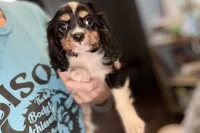 Maverick, a male Cavalier King Charles Spaniel for sale in Buffalo, MO – 8 of 10
