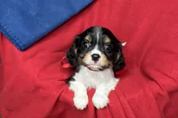 Renley, a female Cavalier King Charles Spaniel for sale in Buffalo, MO – 1 of 9