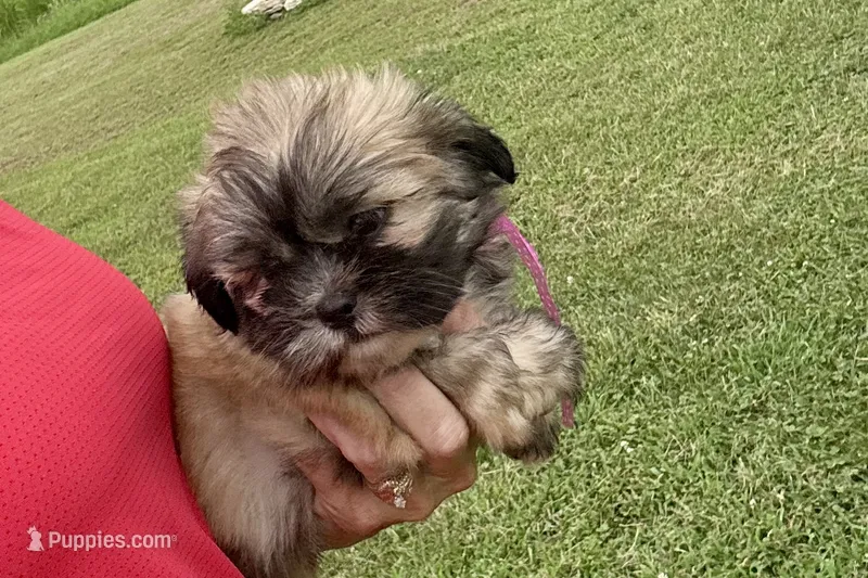 Camilla – Lhasa Apso puppy for sale in Buffalo, MO