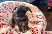 Chiquita, a female Miniature Schnauzer for sale in Buffalo, MO – 2 of 6