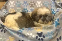 Twix, a male Lhasa Apso for sale in Buffalo, MO – 5 of 6