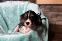 Renley, a female Cavalier King Charles Spaniel for sale in Buffalo, MO – 9 of 10