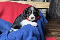 Ryder, a male Cavalier King Charles Spaniel for sale in Buffalo, MO – 4 of 10