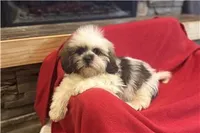 Teo, a male Lhasa Apso for sale in Buffalo, MO – 6 of 6
