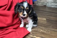 Ryan, a male Cavalier King Charles Spaniel for sale in Buffalo, MO – 10 of 10