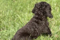 Bingo, a male Cocker Spaniel for sale in Buffalo, MO – 4 of 4