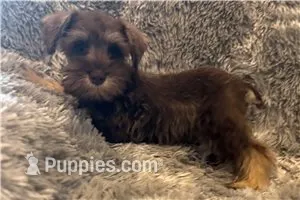 Chela – Miniature Schnauzer puppy for sale in Buffalo, MO