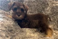 Chela, a female Miniature Schnauzer for sale in Buffalo, MO – 1 of 6