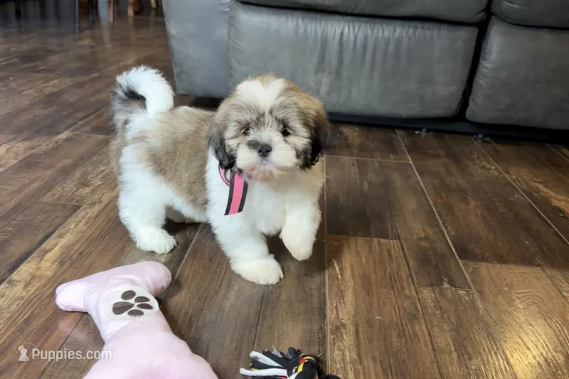 Lakyn- AKC Champion Bloodlines – Lhasa Apso puppy on hold in Buffalo, MO