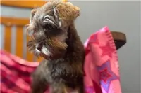 Chica, a female Miniature Schnauzer for sale in Buffalo, MO – 9 of 9