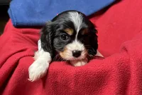 Ralyn , a female Cavalier King Charles Spaniel for sale in Buffalo, MO – 2 of 9