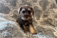 Chela, a female Miniature Schnauzer for sale in Buffalo, MO – 2 of 6