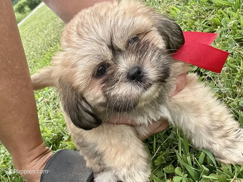 Callie – Lhasa Apso puppy for sale in Buffalo, MO