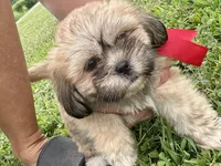 Callie, a female Lhasa Apso for sale in Buffalo, MO – 1 of 6
