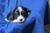 Russ, a male Cavalier King Charles Spaniel for sale in Buffalo, MO – 1 of 9