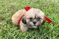 Callie, a female Lhasa Apso for sale in Buffalo, MO – 3 of 6