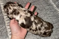 Snickers, a male Cocker Spaniel for sale in Buffalo, MO – Photo 3 of 3