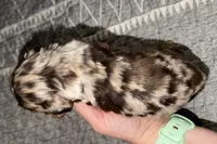 Snickers, a male Cocker Spaniel for sale in Buffalo, MO – Photo 2 of 3