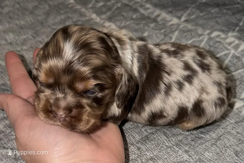 Snickers – Cocker Spaniel puppy for sale in Buffalo, MO