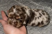 Snickers, a male Cocker Spaniel for sale in Buffalo, MO – Photo 1 of 3
