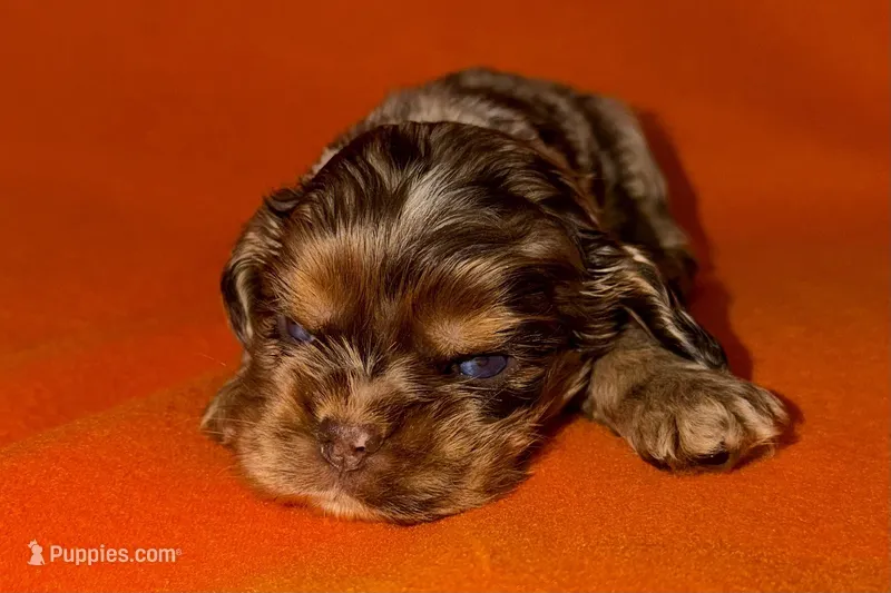 Snickers – Cocker Spaniel puppy for sale in Buffalo, MO