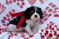 Paisley , a female Cavalier King Charles Spaniel for sale in Buffalo, MO – 4 of 9