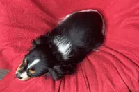 Ryan, a male Cavalier King Charles Spaniel for sale in Buffalo, MO – 3 of 10